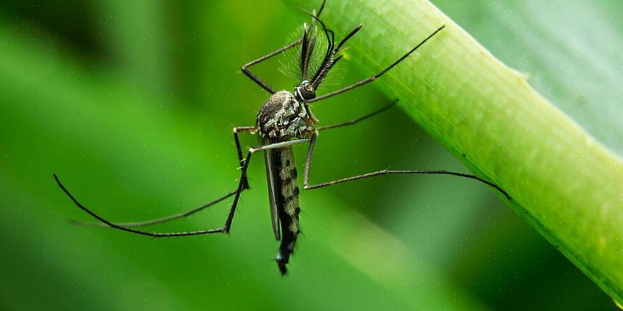 Farão os mosquitos procurarem outro jardim