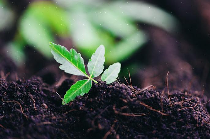 Aqui estão alguns guias sobre como plantar mudas de árvores