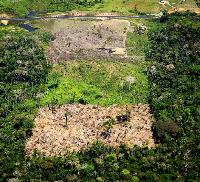O reflorestamento é uma das formas mais eficazes de prevenir a destruição da floresta tropical