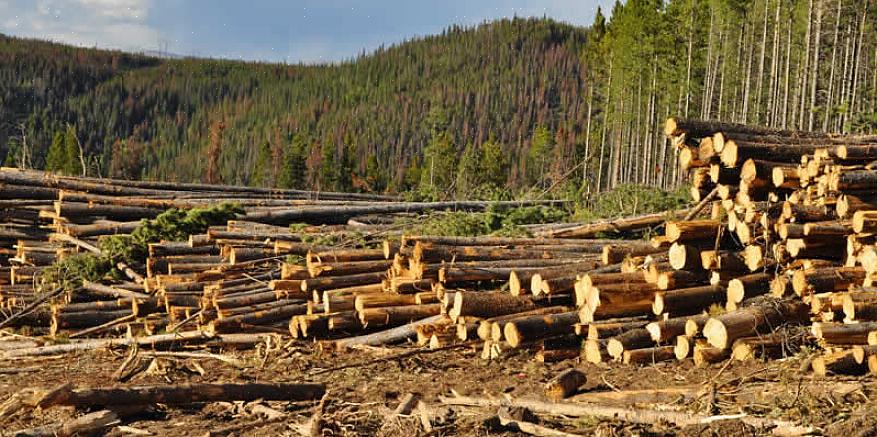 A conservação da floresta tropical não beneficiará apenas o tempo presente