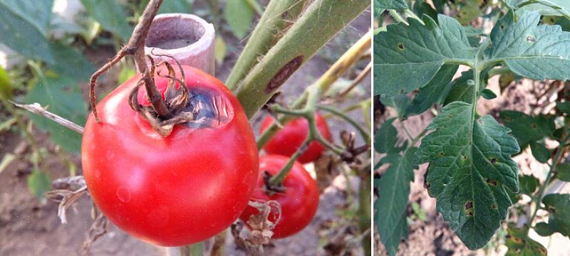 A ferrugem precoce do tomate pode ser muito destrutiva
