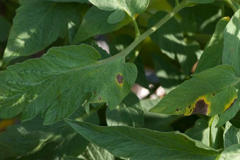 Siga as etapas correspondentes na prevenção da ferrugem precoce do tomate