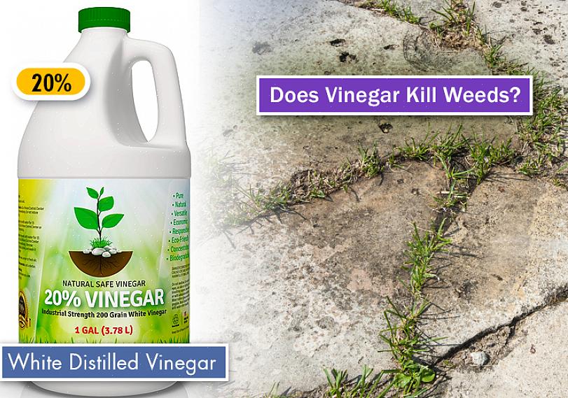Borrife a solução de vinagre diretamente nas ervas daninhas