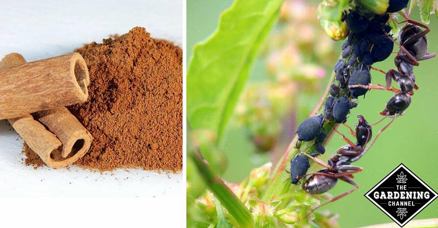 Uma maneira de manter as formigas longe de suas ervas é colocando uma solução para atraí-las para longe
