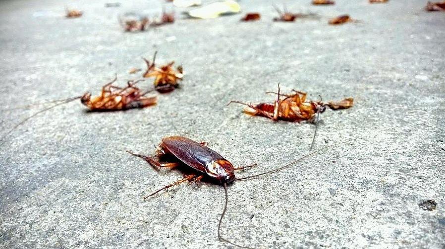 O ácido bórico pode matar insetos como formigas