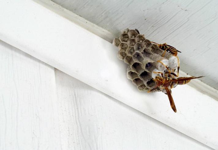 Como usar armadilhas de iscas para vespas