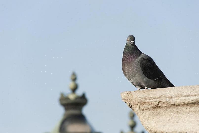 O gel / repelente para pássaros cria uma superfície pegajosa na área aplicada