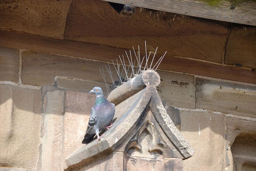 O ponto principal de ter espinhos de pombo é que esta ferramenta reduz a área onde os pássaros ficam