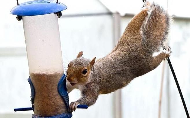 Um repelente de esquilo é usado para manter os esquilos longe de sua casa