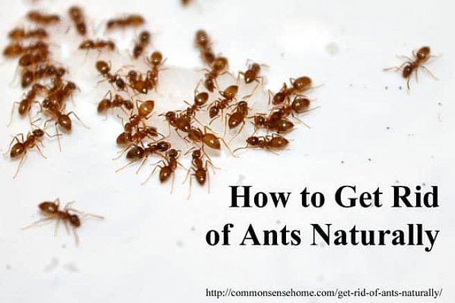 Um remédio natural para matar formigas