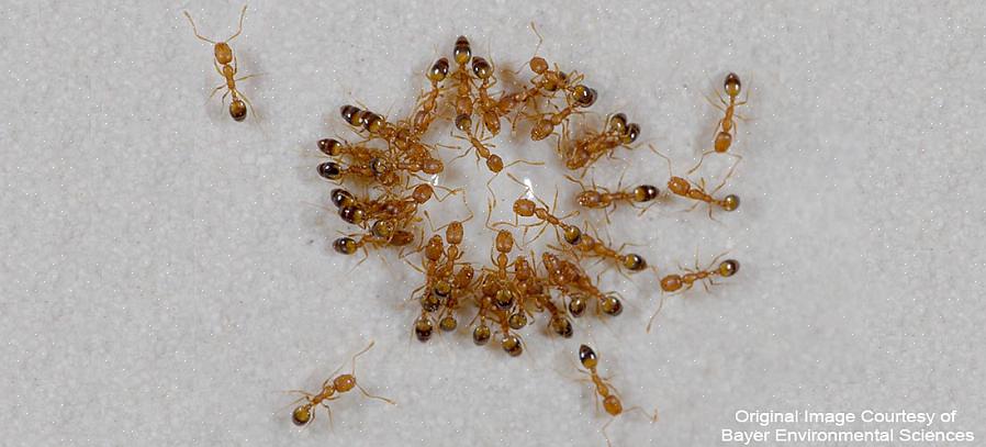 As formigas ninhadas se banqueteiam nas áreas que têm mais alimento disponível