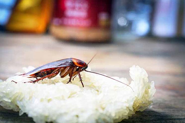 O gel de insetos que envolve os grãos de café garante que eles fiquem presos lá para sempre