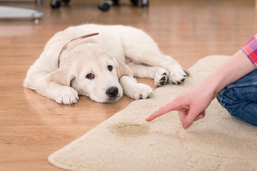 Algumas dicas úteis de limpeza de carpetes para remover o odor de urina de cachorro estão listadas aqui