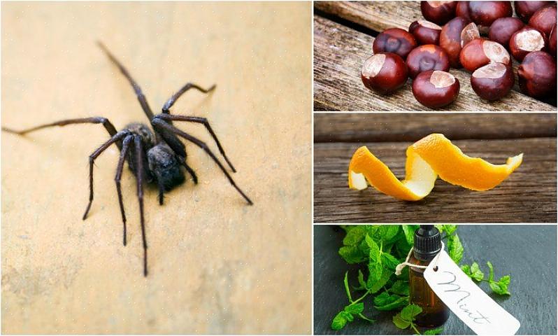 As aranhas são predadores naturais que comem outros insetos