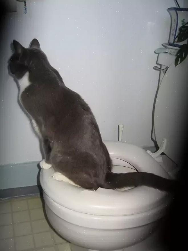 Não é incomum encontrar seu gato urinando em todos os lugares
