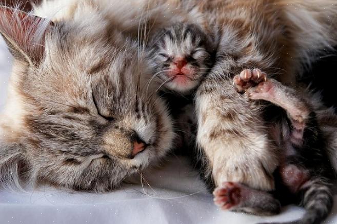 A mãe gata está sujeita a doenças neste ponto