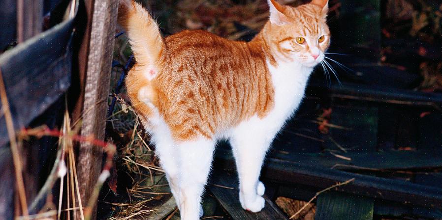 Aqui estão algumas maneiras de como você pode impedir que seu gato borrife dentro de sua casa