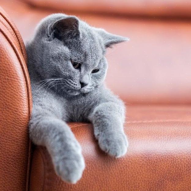 Aqui estão algumas dicas sobre como evitar que seu gato arranhe móveis