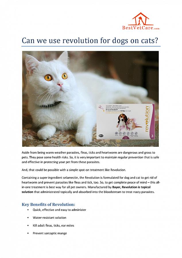 Que o Revolution exige uma receita do veterinário do seu gato