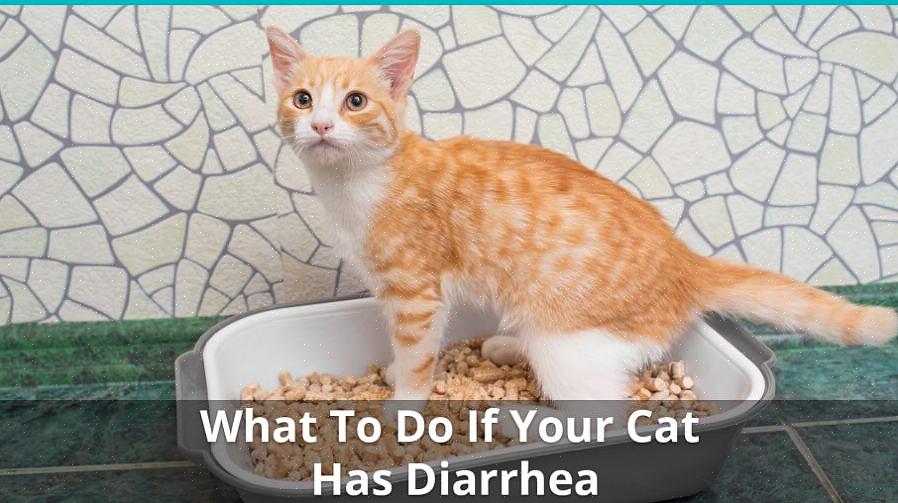 Manter seu gato longe de alimentos sólidos por um dia inteiro é obrigatório no início da diarreia