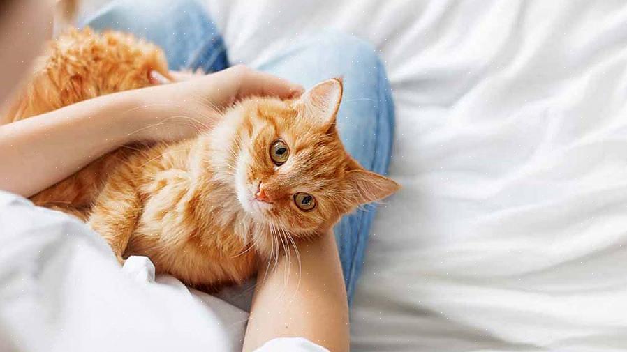 Os parasitas mais comuns que estão presentes em gatos são lombrigas