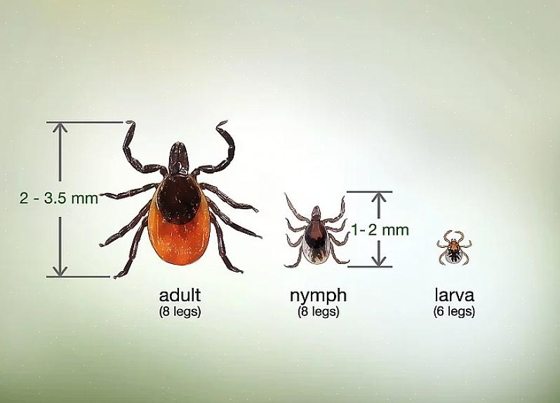 Aqui estão as etapas sobre como saber a diferença entre pulgas