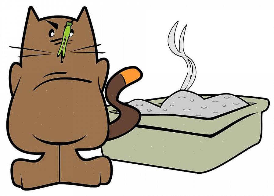 Seu gato de estimação vai adorar você mais se vir que sua caixa de areia está sempre limpa