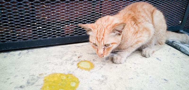 Um gato vomitando bolas de pelo é uma ocorrência comum