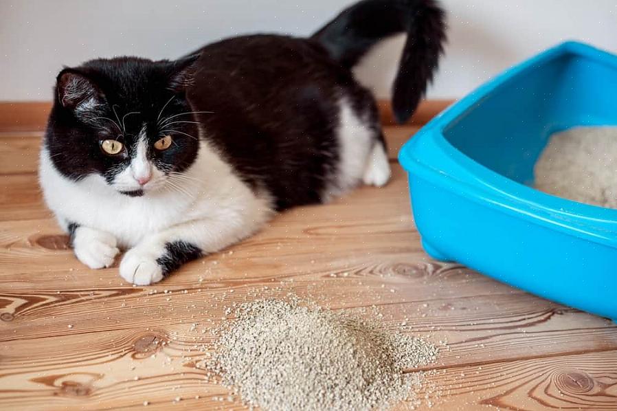 O tapete pegajoso tem uma superfície adesiva que remove o lixo das garras do gato