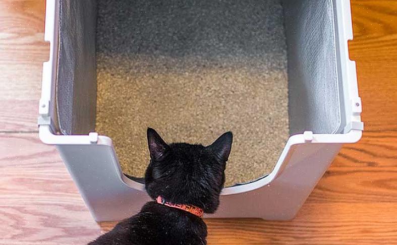 A manutenção adequada de uma caixa de areia para gatos é essencial para controlar o odor que vem