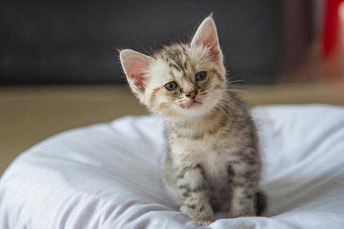 O sistema imunológico do seu gato ataca os glóbulos vermelhos infectados