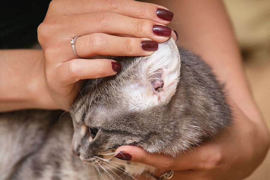 Maneiras de tratar a infecção do ácaro da orelha do seu gato em casa