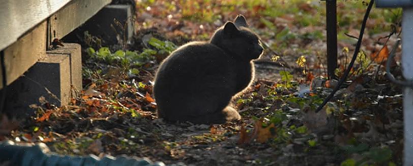 Se você quiser que seu abrigo para gatos possa acomodar mais gatos