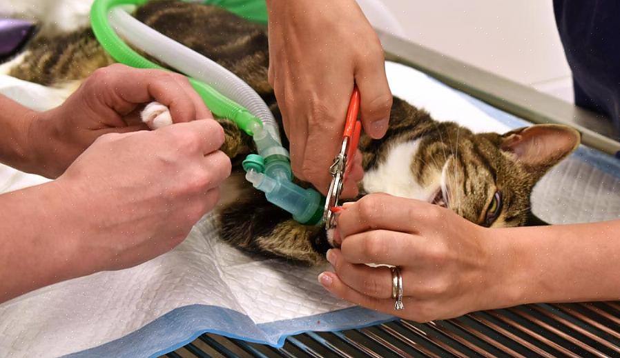 Seu gato precisa relaxar porque é difícil terminar de colocar todas as tampas de garras se ele ficar