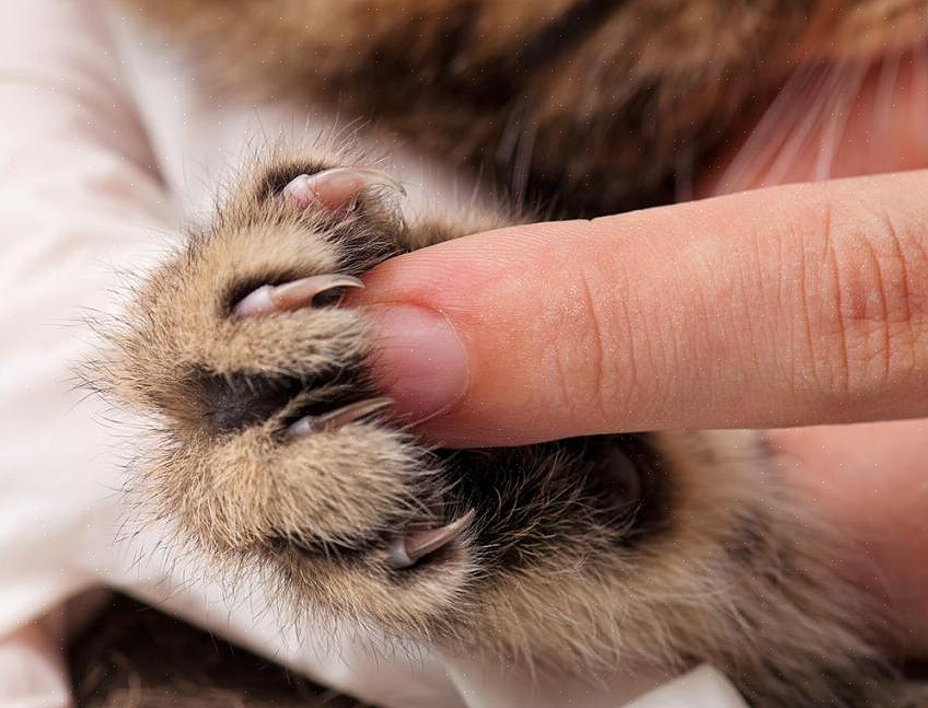 Seu gato pode não parecer feliz sendo virado de barriga para cima