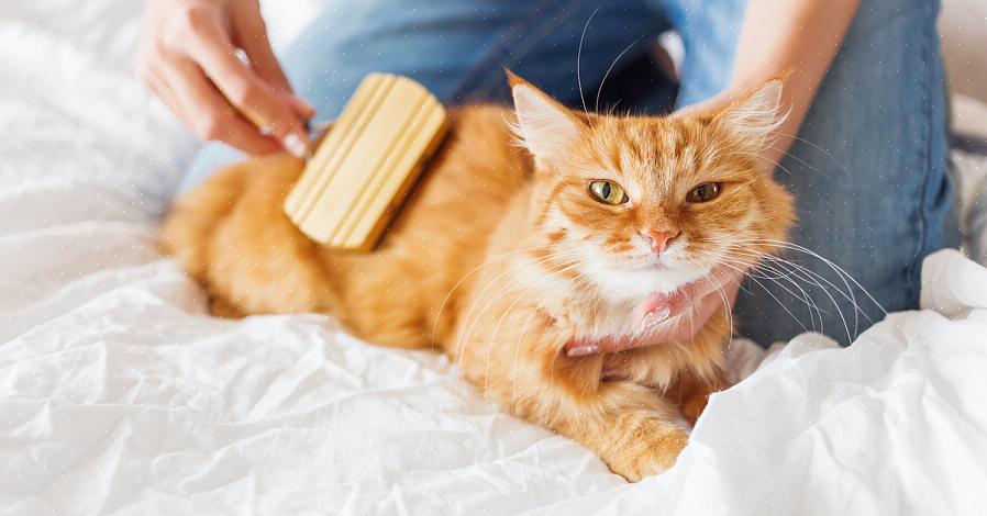 Mas para remover os pelos soltos que ficaram em seu corpo