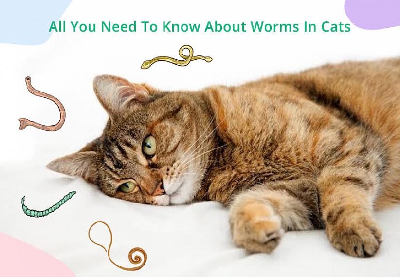 Os vermes no seu gato de estimação são perigosos para a saúde do seu animal de estimação