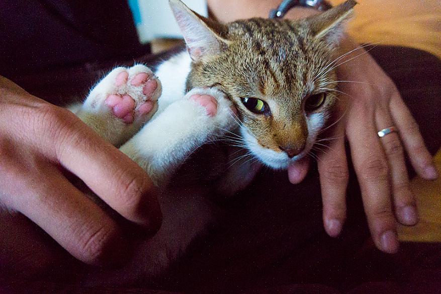 Se você está muito ocupado para cuidar de um gato necessitado