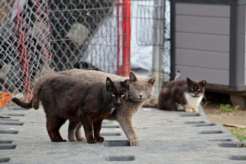 Cuidar de uma colônia de gatos selvagens é a abordagem humana para lidar com a crescente população de gatos