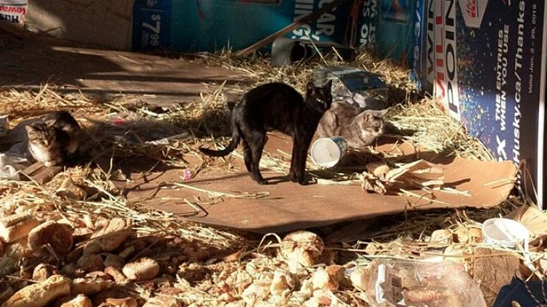 Existem estados que proíbem a alimentação de colônias de gatos selvagens