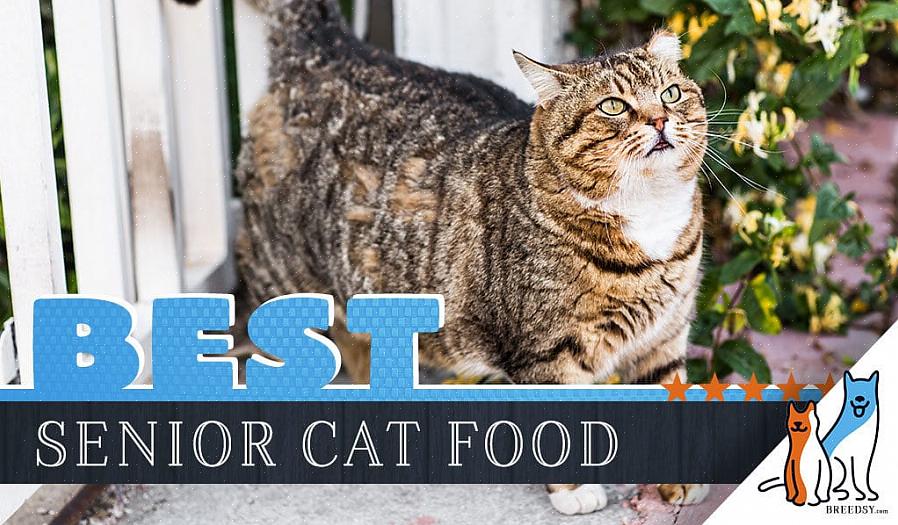Mude seu tabby para uma fórmula de comida de gato fácil de digerir