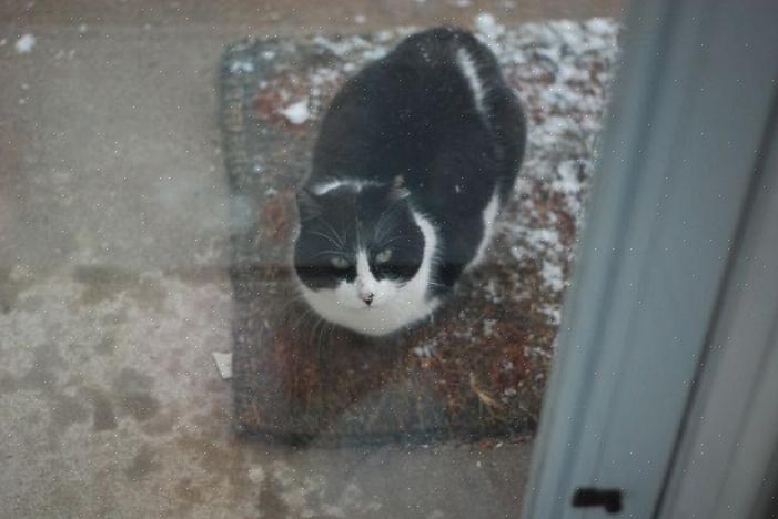 Seu gato vai precisar de uma cama grossa