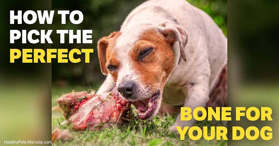 O osso deve ser grande o suficiente para que o cão não consiga engoli-lo ou caber tudo na boca
