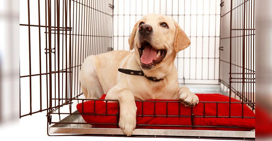 Certifique-se de ter montado a caixa corretamente para evitar perigos potenciais para o seu cão