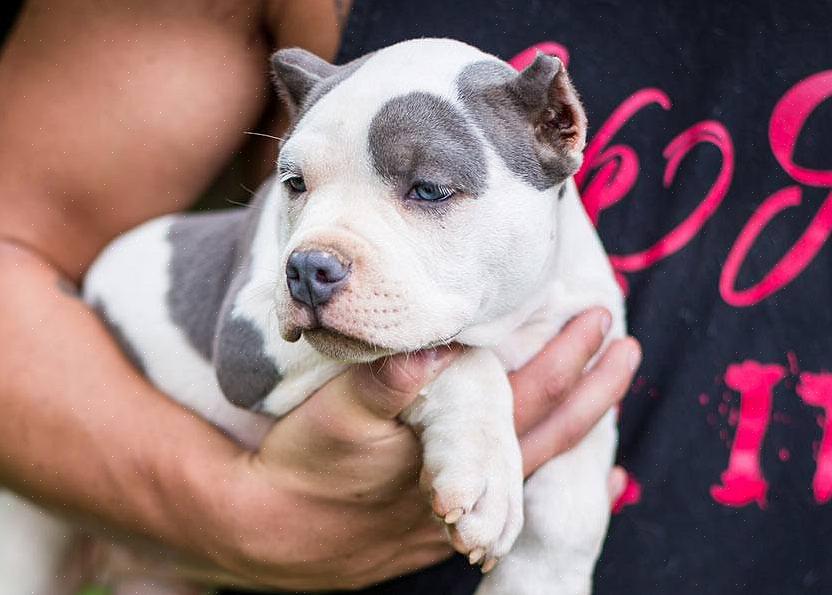 Um filhote de cachorro Pitbull tem semelhanças com outras raças de filhotes