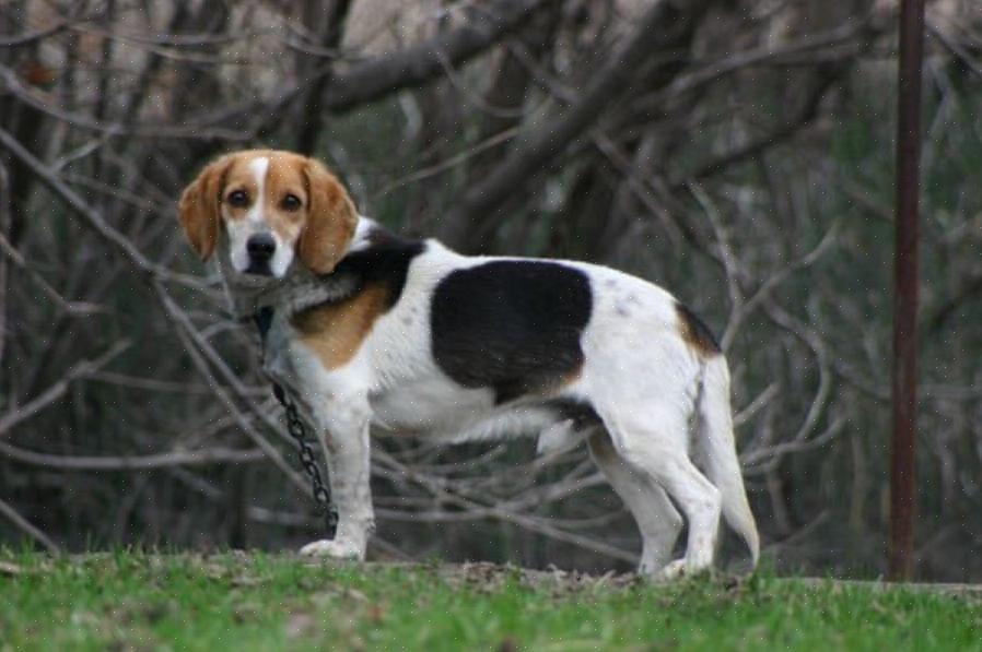 Cães Coon podem fazer parte de uma raça