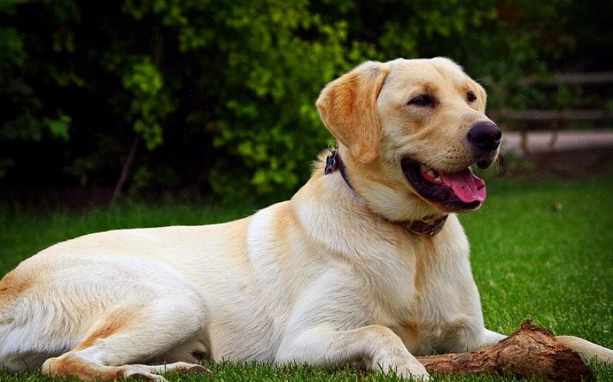 Os cães grandes serão mais fáceis de controlar em seu tamanho real