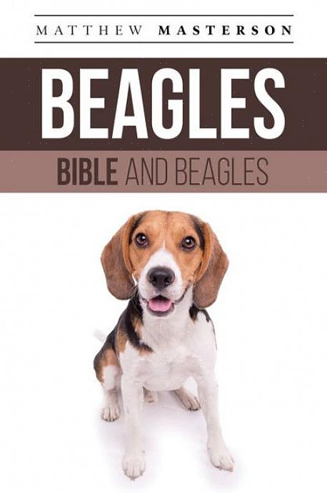 Enquanto alguns beagles nunca desenvolvem o hábito ou uivam