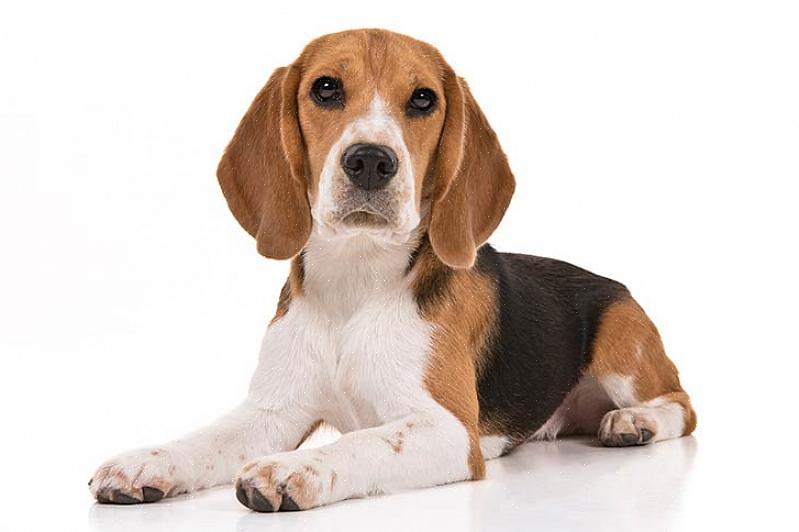 A adorável raça de beagle é um cão de tamanho médio que foi criado pela primeira vez como cães de caça