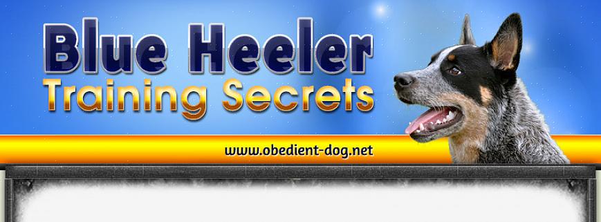Aqui estão algumas dicas para treinar um filhote de cachorro Blue Heeler